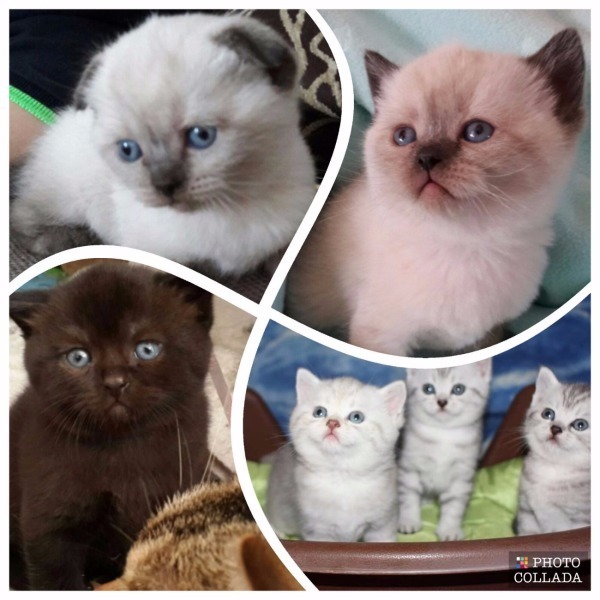 Британская И Шотландская Кошка Отличия Фото